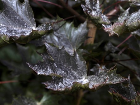 Diseased Leaf